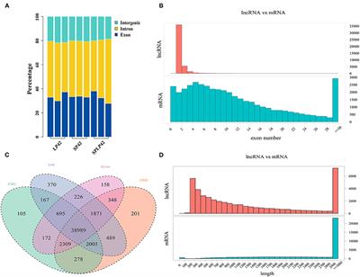 Comparative Transcriptomics Reveals the Key lncRNA and mRNA of Sunite Sheep Adrenal Gland Affecting Seasonal Reproduction